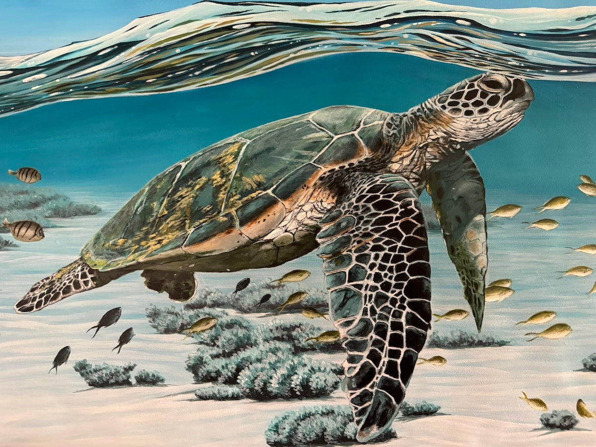 The Sea Turtle Collection