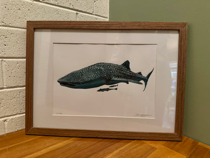 "Willow the Whale Shark" - Framed original acrylic painting on A3 paper