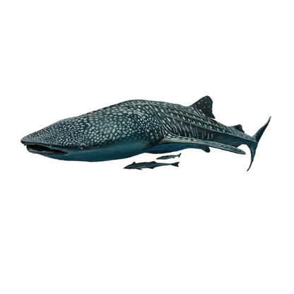 "Willow the Whale Shark" - Framed original acrylic painting on A3 paper